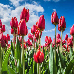Niederländische Tulpen Diamond Painting Motiv