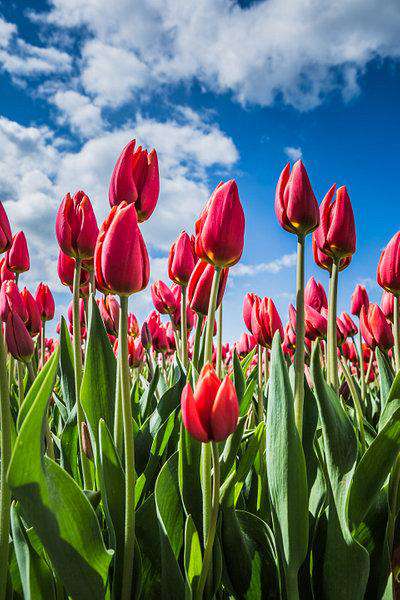 Niederländische Tulpen Diamond Painting Motiv