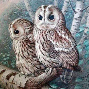 Zwei Eulen auf einem Ast - Diamond Painting Motiv