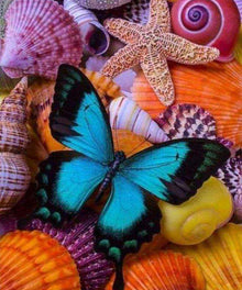 Schmetterling und Muscheln - Diamond Painting Meeresmotiv