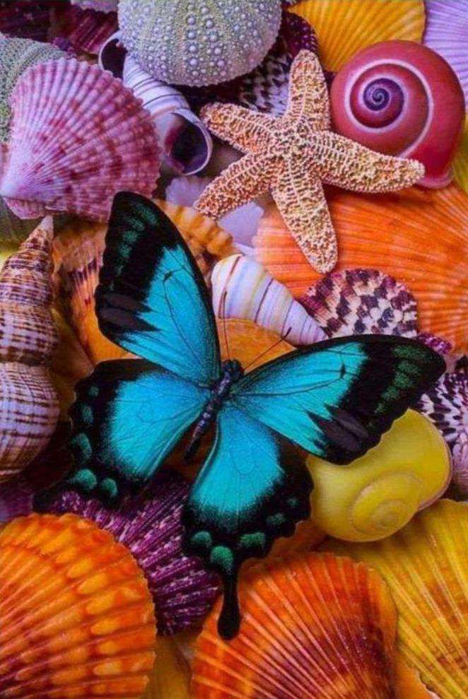 Schmetterling und Muscheln - Diamond Painting Meeresmotiv
