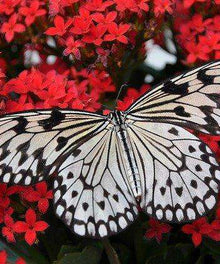 Schmetterling auf roten Blumen - Diamond Painting Naturmotiv