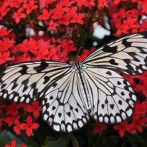 Schmetterling auf roten Blumen - Diamond Painting Naturmotiv