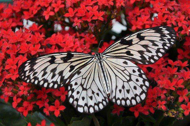 Schmetterling auf roten Blumen - Diamond Painting Naturmotiv