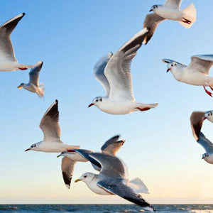 Vögel in einer Gruppe - Diamond Painting Vogelgruppe