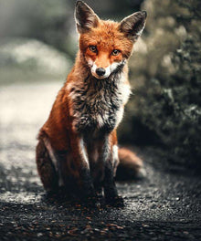 Fuchs unterwegs - Diamond Painting Tiermotiv