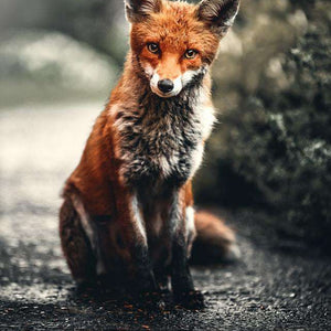 Fuchs unterwegs - Diamond Painting Tiermotiv