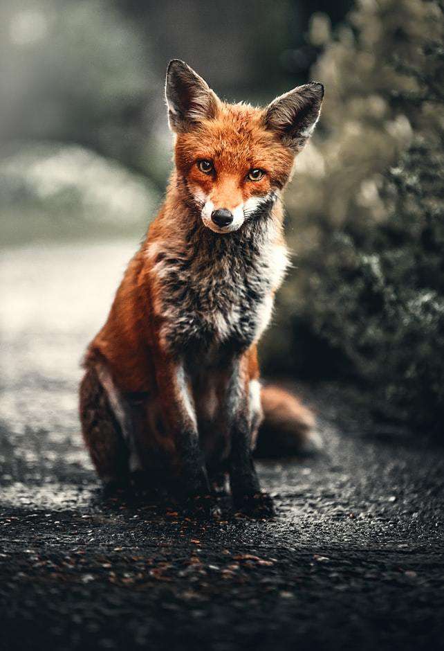 Fuchs unterwegs - Diamond Painting Tiermotiv