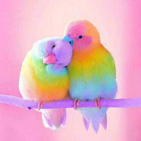 Fröhliche Farben Vögel