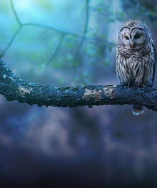 Eule im Wald - Diamond Painting Vogelmotiv