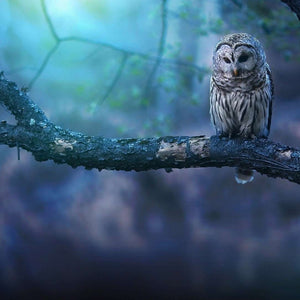 Eule im Wald - Diamond Painting Vogelmotiv