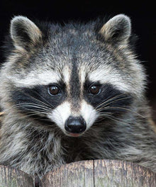 Waschbär Tiermotiv Diamond Painting