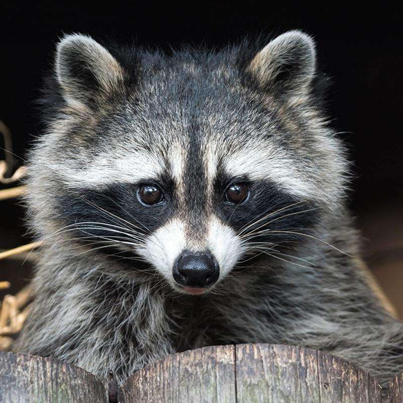 Waschbär Tiermotiv Diamond Painting