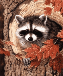 Waschbär im Baum - Diamond Painting Tiermotiv