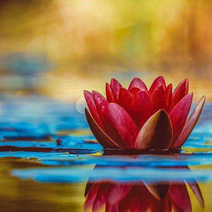 Seerosen-Kunst - Diamond Painting mit floralem Wassermotiv