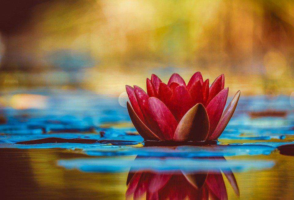 Seerosen-Kunst - Diamond Painting mit floralem Wassermotiv