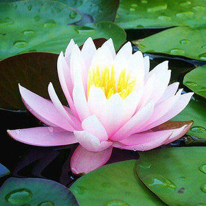 Rosa Seerose - Diamond Painting Blumenmotiv