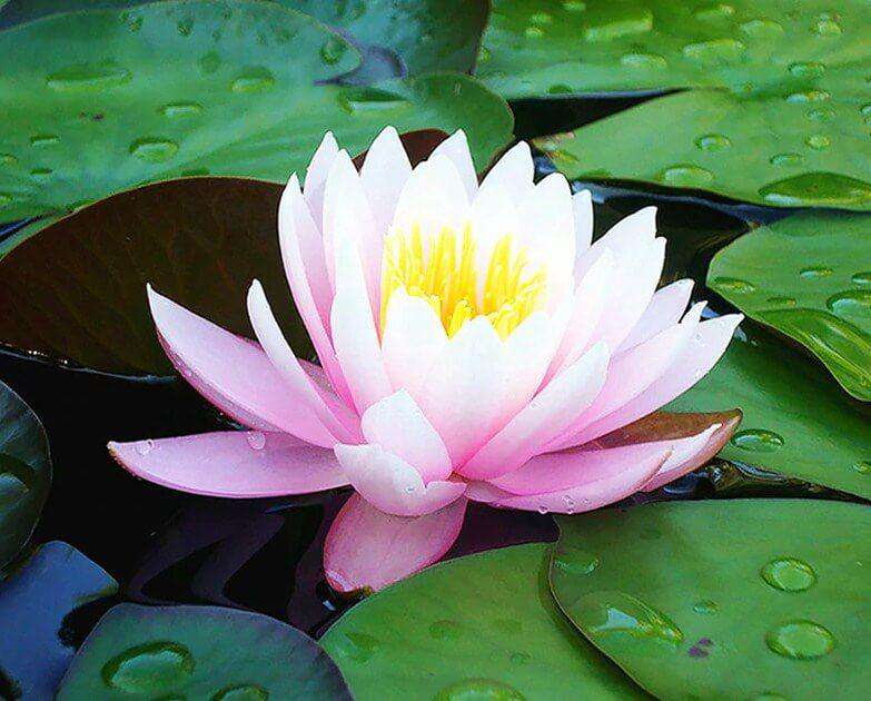 Rosa Seerose - Diamond Painting Blumenmotiv