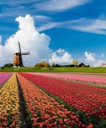 Tulpenfeld der Windmühle - Diamond Painting Landschaftsmotiv