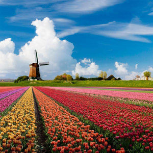 Tulpenfeld der Windmühle - Diamond Painting Landschaftsmotiv