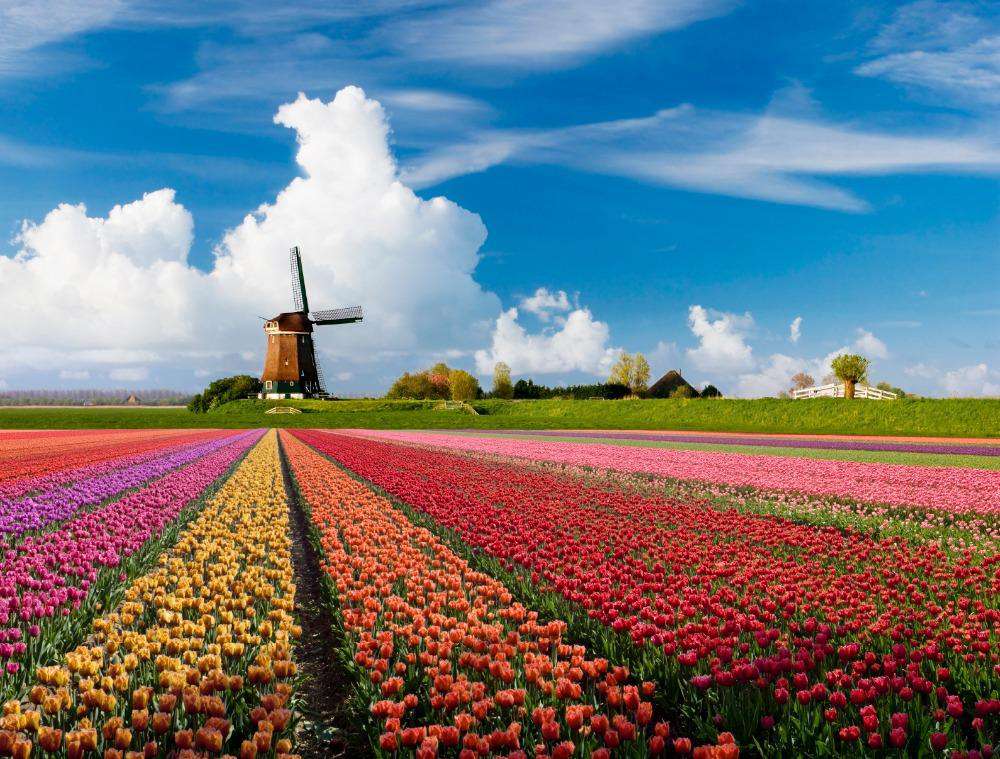 Tulpenfeld der Windmühle - Diamond Painting Landschaftsmotiv