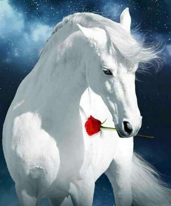 Weißes Pferd mit roter Rose - Diamond Painting Pferdemotiv
