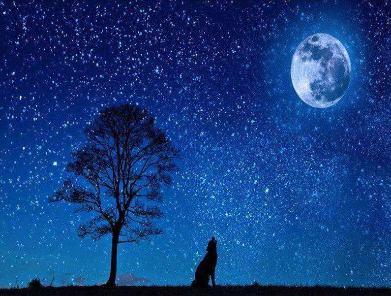 Wolf bei Vollmond - Diamond Painting Nachtmotiv