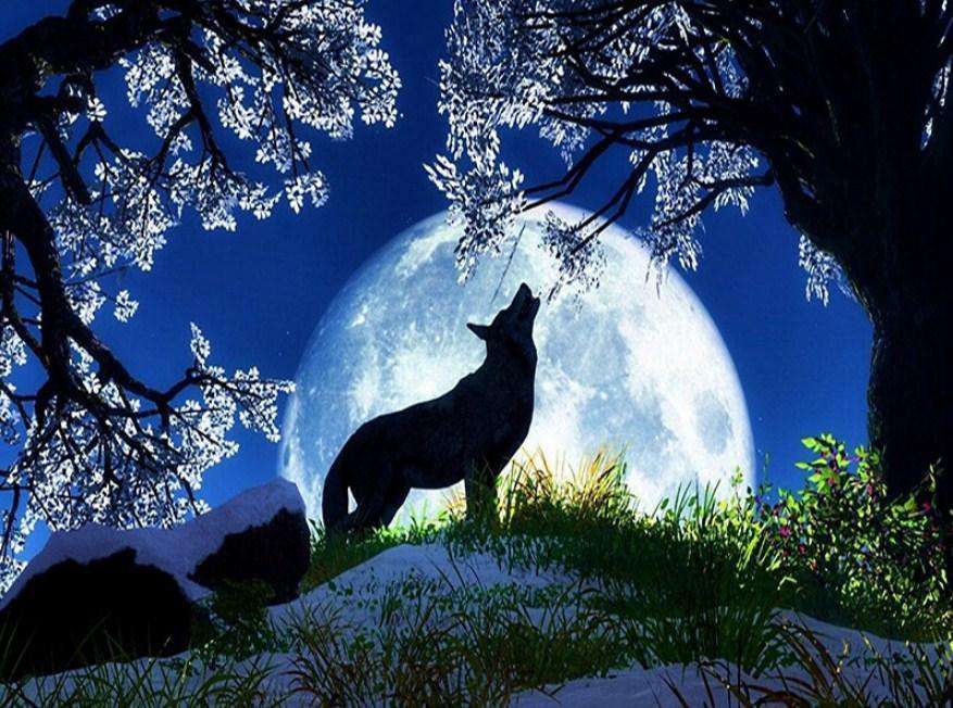 Wolf Silhouet bij Maanlicht