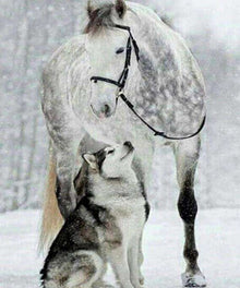 Wolf und Pferd im Schnee - Diamond Painting Tiermotiv