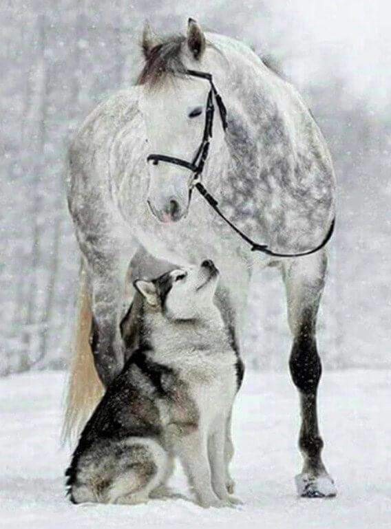 Wolf und Pferd im Schnee - Diamond Painting Tiermotiv