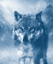 Wolf im Winter - Diamond Painting Tiermotiv