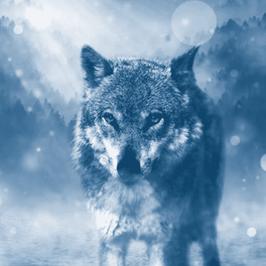 Wolf im Winter - Diamond Painting Tiermotiv