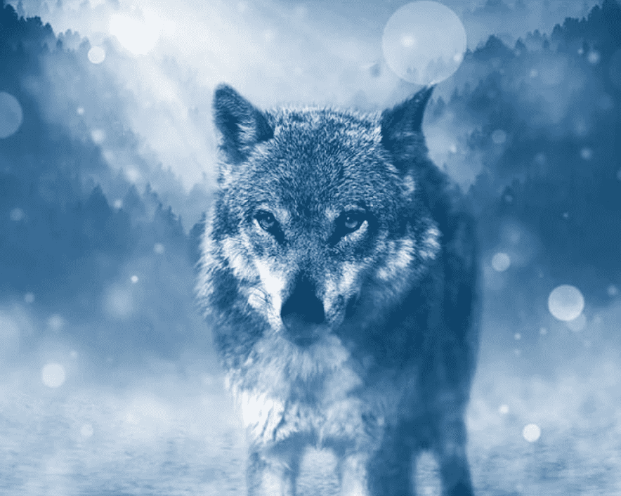 Wolf in de Winter