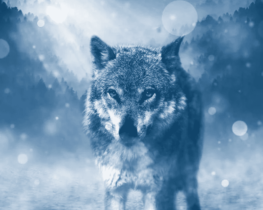 Wolf im Winter - Diamond Painting Tiermotiv