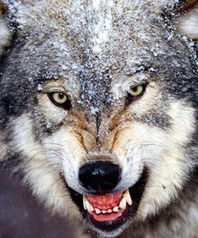 Wachsamer Wolf - Diamond Painting Tiermotiv