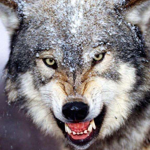 Wachsamer Wolf - Diamond Painting Tiermotiv