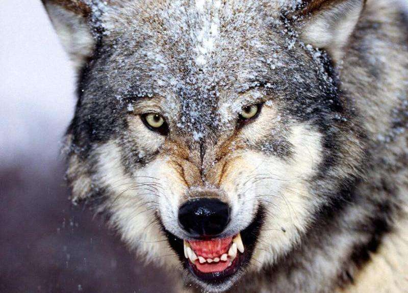 Wachsamer Wolf - Diamond Painting Tiermotiv