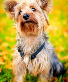 Yorkie im Herbst - Diamond Painting Hundemotiv