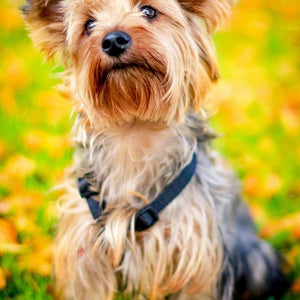 Yorkie im Herbst - Diamond Painting Hundemotiv