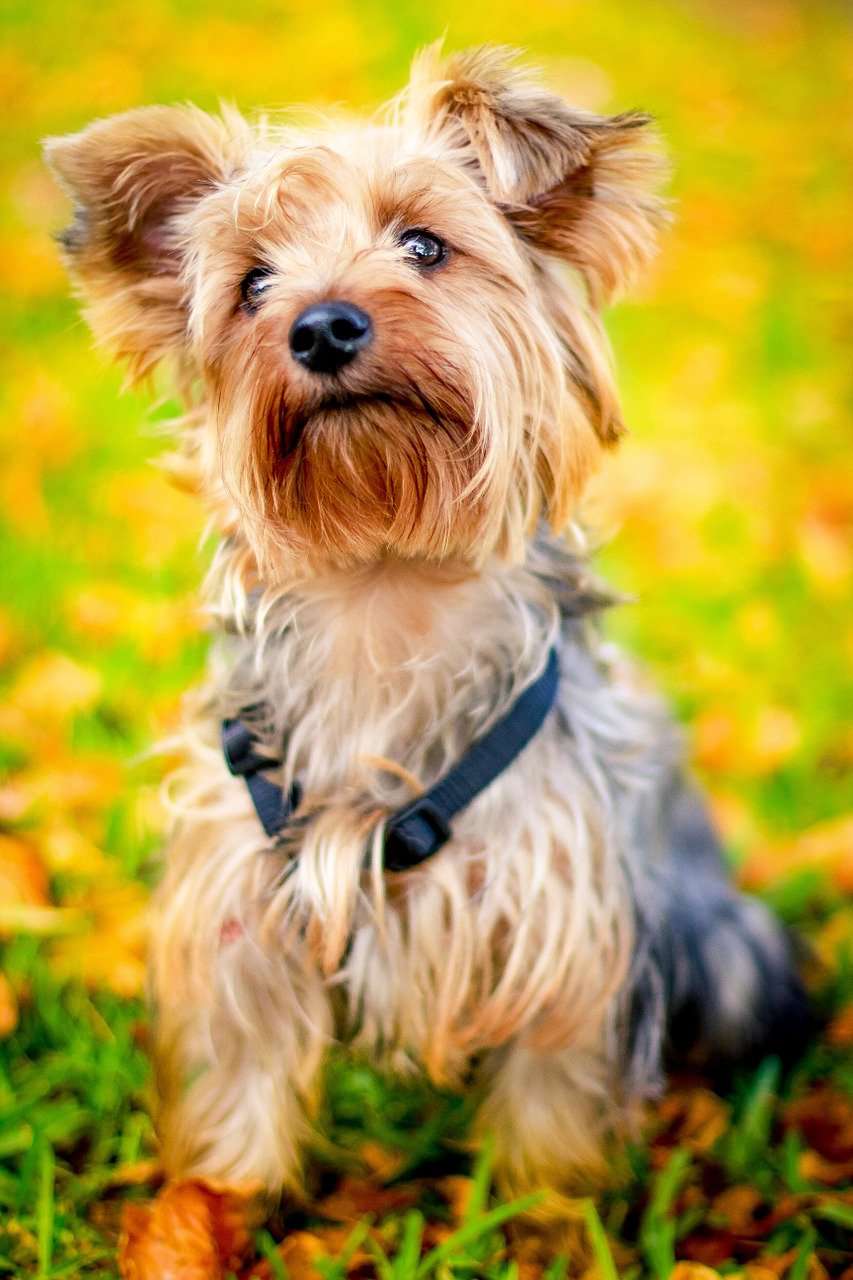 Yorkie im Herbst - Diamond Painting Hundemotiv