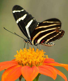 Zebra-Schmetterling - Diamond Painting Schmetterlingsmotiv