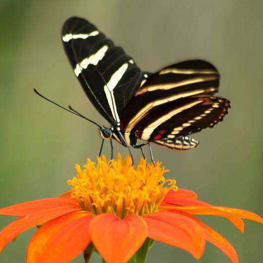 Zebra-Schmetterling - Diamond Painting Schmetterlingsmotiv