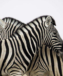 Zebras zusammen - Diamond Painting Tiermotiv