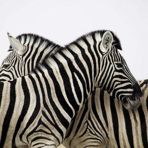 Zebras zusammen - Diamond Painting Tiermotiv