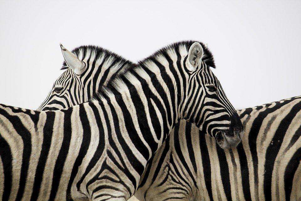 Zebras zusammen - Diamond Painting Tiermotiv