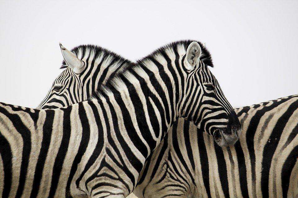 Zebra zusammen