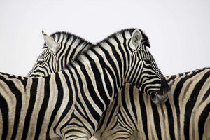 Zebra zusammen