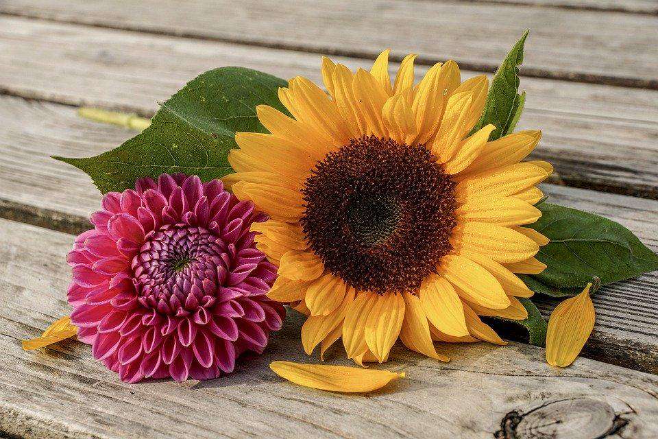 Sommerblumen - Diamond Painting Blumen Motiv