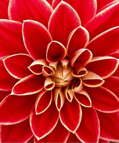 Rote Dahlie Blumen Diamond Painting Motiv