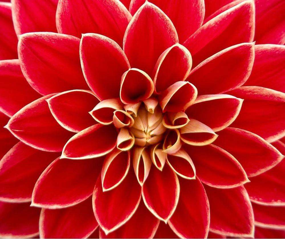 Rote Dahlie Blumen Diamond Painting Motiv